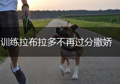 训练拉布拉多不再过分撒娇