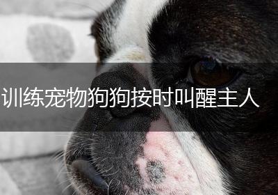 训练宠物狗狗按时叫醒主人