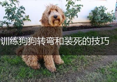 训练狗狗转弯和装死的技巧