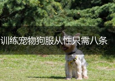 训练宠物狗服从性只需八条