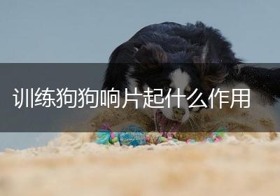 训练狗狗响片起什么作用