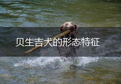 贝生吉犬的形态特征