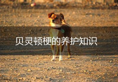 贝灵顿梗的养护知识