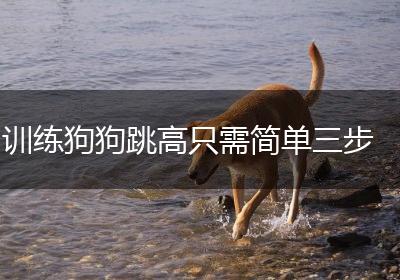 训练狗狗跳高只需简单三步