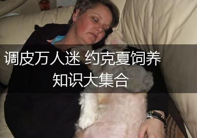 调皮万人迷 约克夏饲养知识大集合