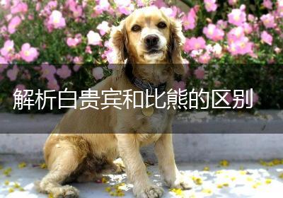 解析白贵宾和比熊的区别