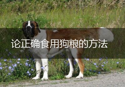 论正确食用狗粮的方法