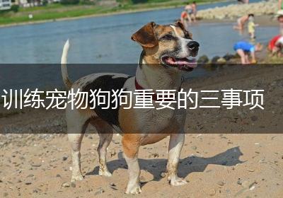 训练宠物狗狗重要的三事项