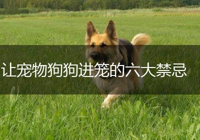 让宠物狗狗进笼的六大禁忌