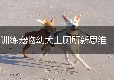 训练宠物幼犬上厕所新思维