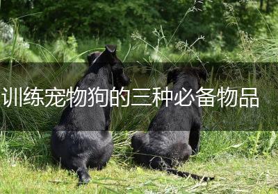 训练宠物狗的三种必备物品