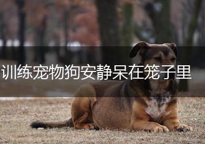 训练宠物狗安静呆在笼子里