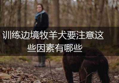 训练边境牧羊犬要注意这些因素有哪些