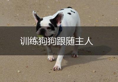 训练狗狗跟随主人