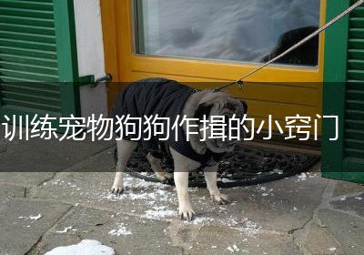 训练宠物狗狗作揖的小窍门