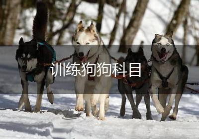 训练狗狗科目
