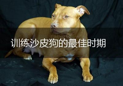 训练沙皮狗的最佳时期