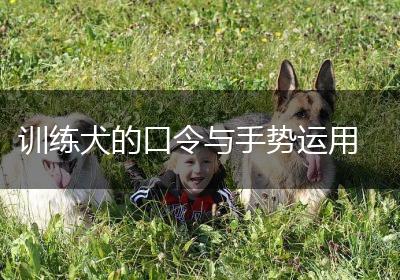 训练犬的口令与手势运用
