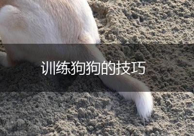 训练狗狗的技巧