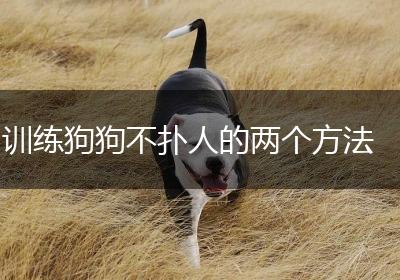 训练狗狗不扑人的两个方法