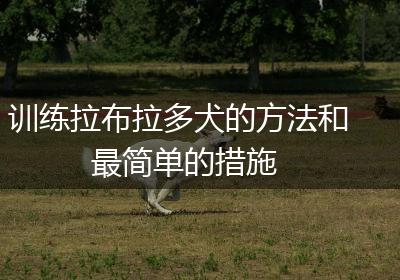 训练拉布拉多犬的方法和最简单的措施