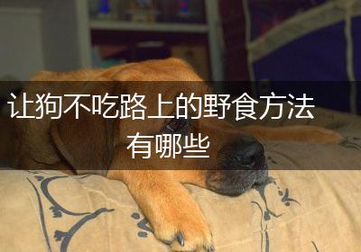 让狗不吃路上的野食方法有哪些