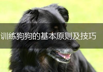 训练狗狗的基本原则及技巧
