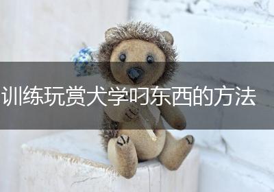 训练玩赏犬学叼东西的方法