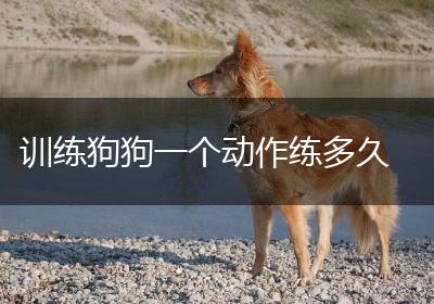 训练狗狗一个动作练多久