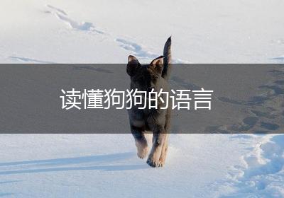 读懂狗狗的语言