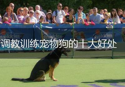 调教训练宠物狗的十大好处