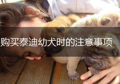 购买泰迪幼犬时的注意事项