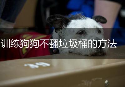 训练狗狗不翻垃圾桶的方法