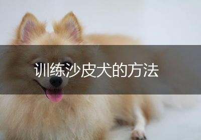 训练沙皮犬的方法