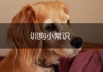 训狗小常识