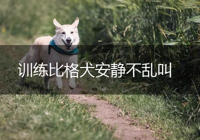 训练比格犬安静不乱叫