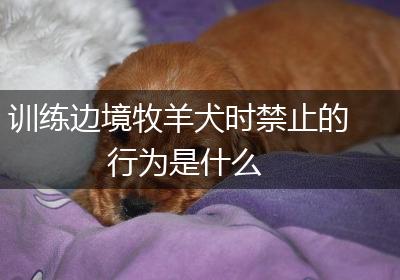 训练边境牧羊犬时禁止的行为是什么