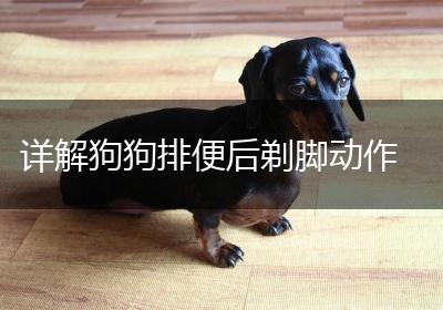 详解狗狗排便后剃脚动作