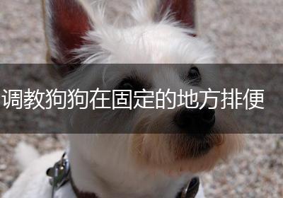 调教狗狗在固定的地方排便