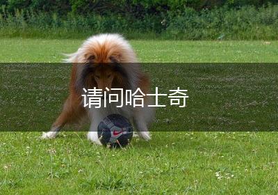 请问哈士奇