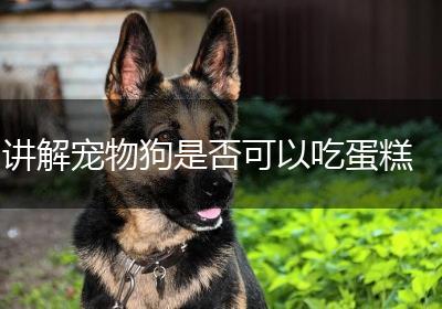 讲解宠物狗是否可以吃蛋糕