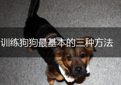 训练狗狗最基本的三种方法