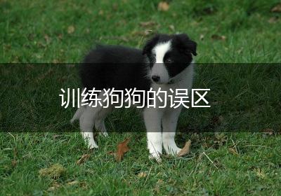 训练狗狗的误区