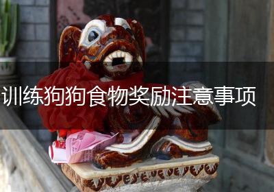 训练狗狗食物奖励注意事项