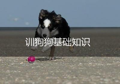 训狗狗基础知识