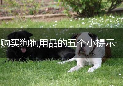 购买狗狗用品的五个小提示