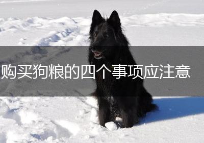 购买狗粮的四个事项应注意
