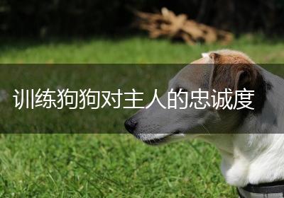 训练狗狗对主人的忠诚度