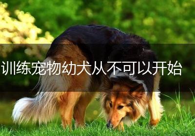 训练宠物幼犬从不可以开始