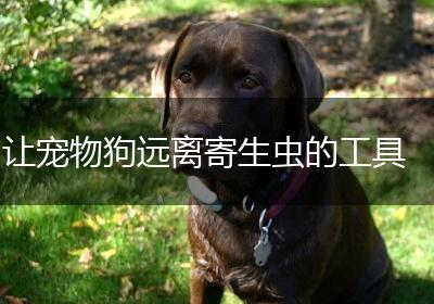让宠物狗远离寄生虫的工具